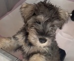 Puppy Tony Schnauzer (Miniature)