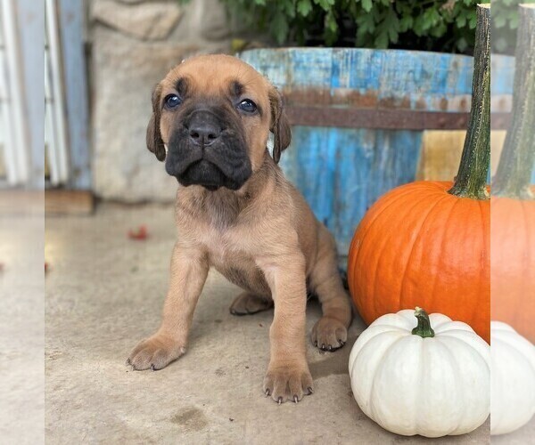 Medium Photo #1 Cane Corso Puppy For Sale in FORKSVILLE, PA, USA