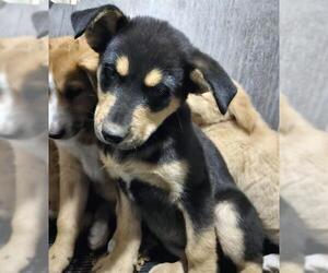 Labrador Retriever-Unknown Mix Dogs for adoption in San Antonio, TX, USA