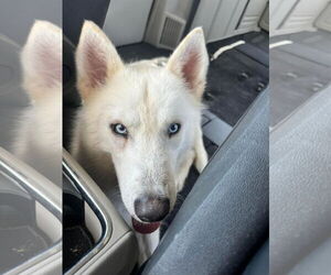 Siberian Husky Dogs for adoption in Carrollton, TX, USA