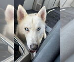 Small Siberian Husky