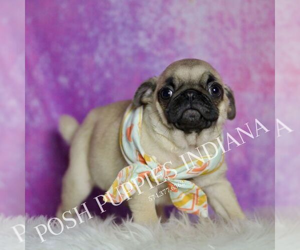 Medium Photo #3 Pug Puppy For Sale in WARSAW, IN, USA