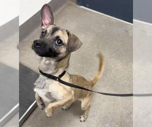 Chihuahua-Unknown Mix Dogs for adoption in HESPERIA, CA, USA