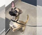 NEGAN - Male Chihuahua-Unknown Mix Dog for Adoption - Small photo