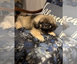 Pekingese Puppy for sale in SAN BERNARDINO, CA, USA