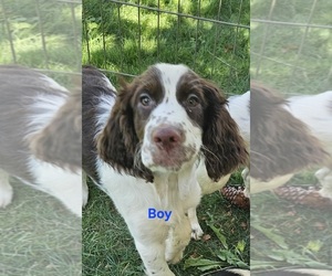 English Springer Spaniel Puppy for sale in CENTRAL POINT, OR, USA