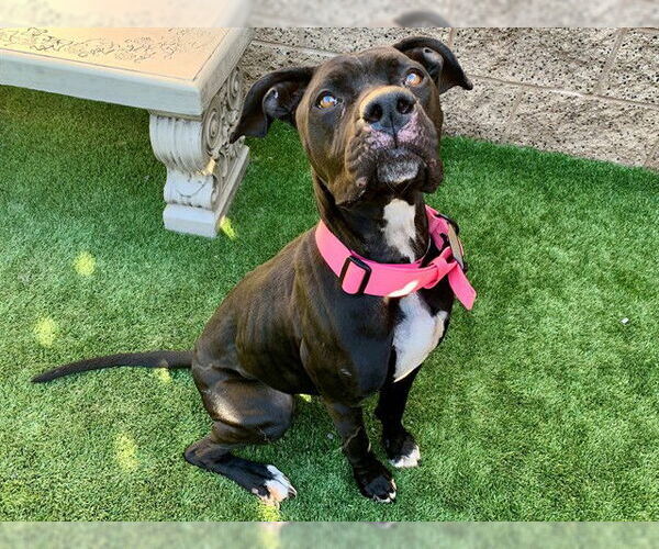 Medium Photo #2 Mutt Puppy For Sale in Moreno Valley, CA, USA