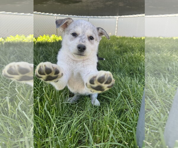 Medium Photo #3 Mutt Puppy For Sale in Sandy, UT, USA