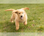 Small Photo #7 Golden Retriever Puppy For Sale in WOLCOTTVILLE, IN, USA