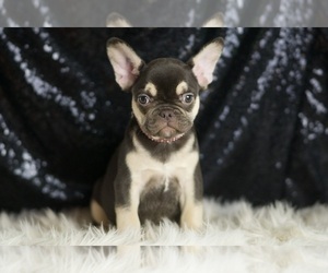 Medium French Bulldog