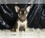 Puppy Kit Kat AKC French Bulldog