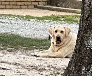 Mother of the Labrador Retriever puppies born on 12/25/2025
