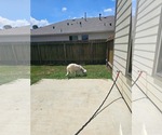 Small #2 Great Pyrenees