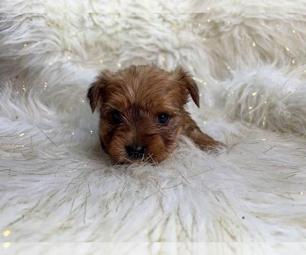 Medium Photo #4 Yorkshire Terrier Puppy For Sale in HAYWARD, CA, USA