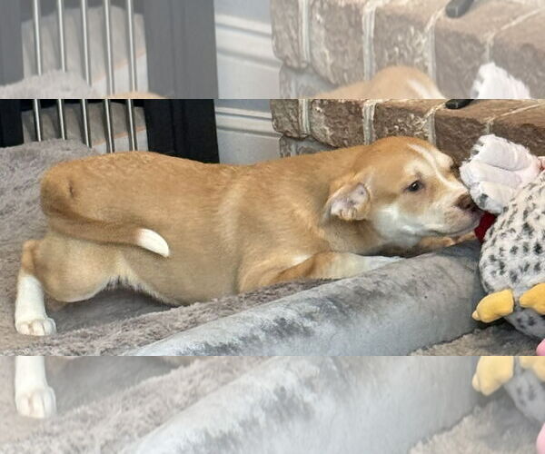 Medium Photo #2 Labsky Puppy For Sale in Mechanicsburg, PA, USA