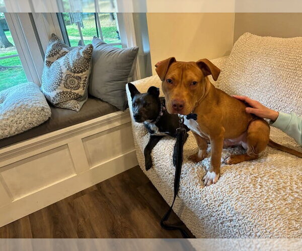 Medium Photo #7 American Pit Bull Terrier-Unknown Mix Puppy For Sale in Spring Lake, NJ, USA