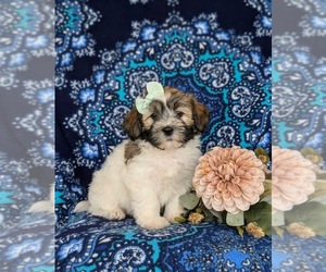 Havanese Puppy for sale in BIRD IN HAND, PA, USA