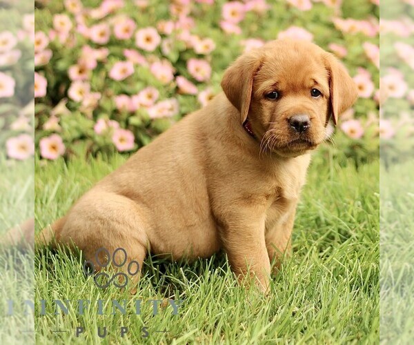 Medium Photo #2 Labrador Retriever Puppy For Sale in RONKS, PA, USA
