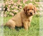 Small #1 Labrador Retriever