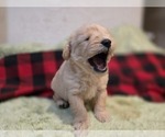 Small #9 Goldendoodle