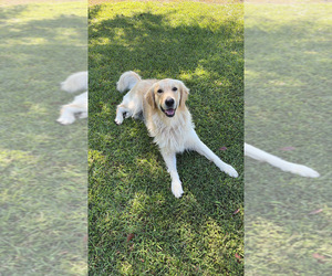 Father of the Golden Retriever puppies born on 08/09/2025