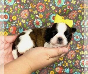 Shih Tzu Puppy for sale in WINNSBORO, LA, USA