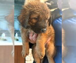 Small #1 German Shepherd Dog Mix