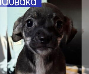 Chihuahua-Unknown Mix Dogs for adoption in Washington, DC, USA