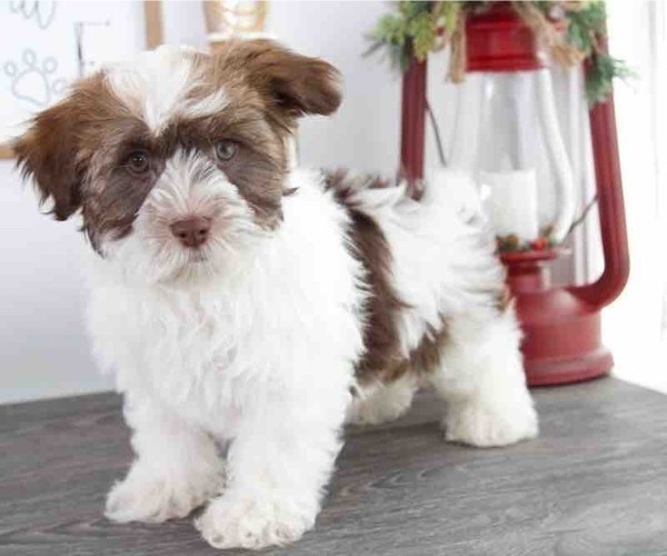 Medium Photo #1 Havanese Puppy For Sale in RED LION, PA, USA