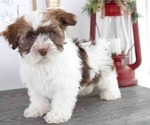 Small Photo #1 Havanese Puppy For Sale in RED LION, PA, USA