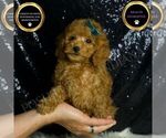 Small Photo #125 Poodle (Toy) Puppy For Sale in WARSAW, IN, USA