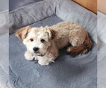Small Havanese Mix