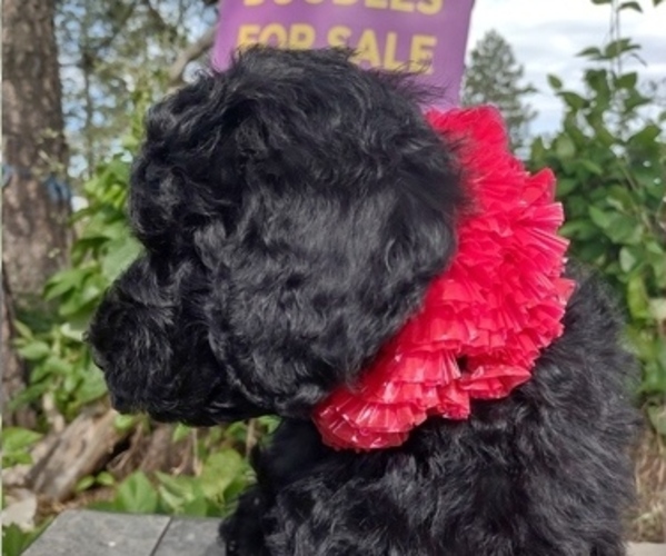 Medium Photo #5 Goldendoodle Puppy For Sale in AIRWAY HEIGHTS, WA, USA