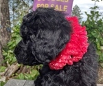 Small #4 Goldendoodle