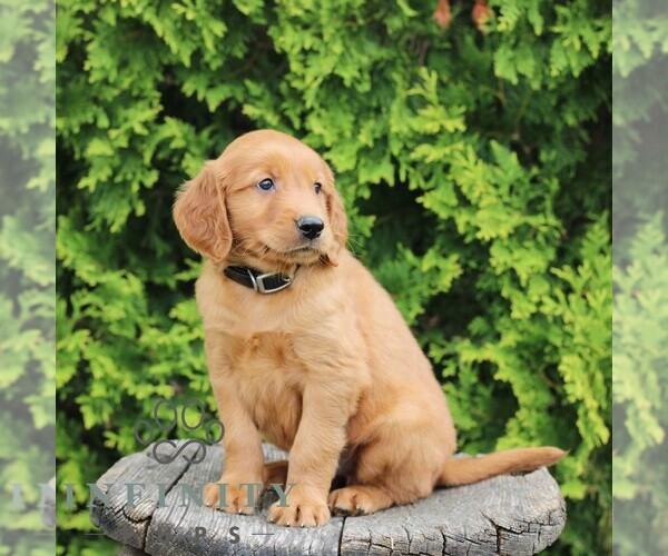 Medium Photo #4 Golden Irish Puppy For Sale in BLAIN, PA, USA