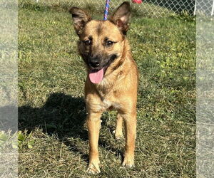 Mutt Dogs for adoption in Batavia, OH, USA