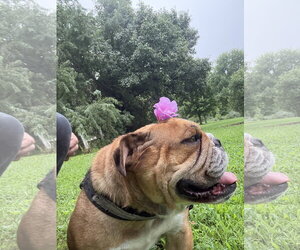 Princess - Female Bulldog Dog for Adoption - Photo #2