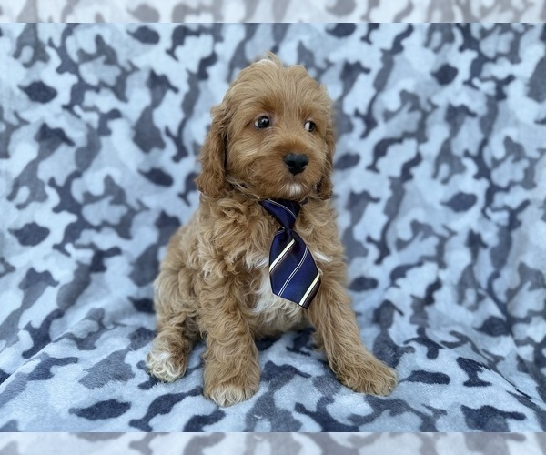 Medium Photo #5 Cock-A-Poo Puppy For Sale in LAKELAND, FL, USA