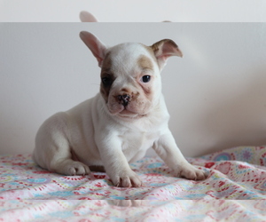 French Bulldog Puppy for sale in SHILOH, OH, USA