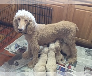 Mother of the Poodle (Standard) puppies born on 04/27/2022