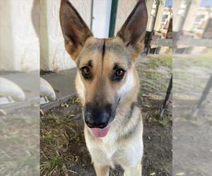 German Shepherd Dog Dogs for adoption in Tracy, CA, USA
