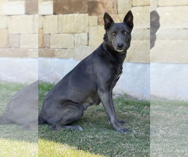 Medium Photo #4 Mutt Puppy For Sale in PIPE CREEK, TX, USA