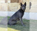Small #3 Mutt