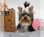 Small #1 Yorkshire Terrier