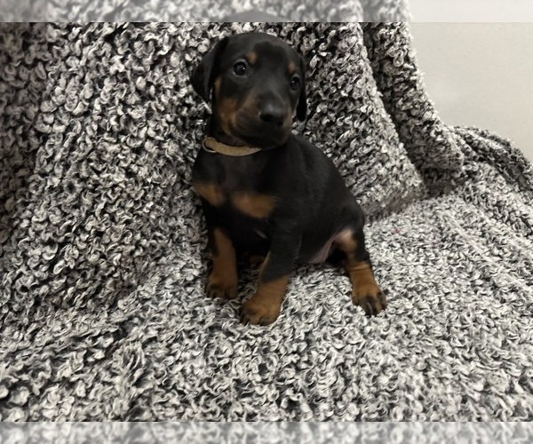 Medium Photo #4 Doberman Pinscher Puppy For Sale in WESTON, WI, USA