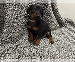 Small #3 Doberman Pinscher
