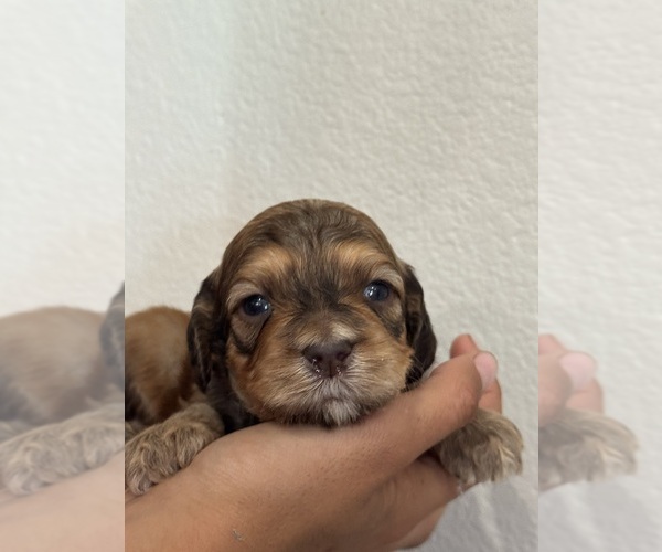 Medium Photo #3 Bernedoodle (Miniature) Puppy For Sale in LONGMONT, CO, USA