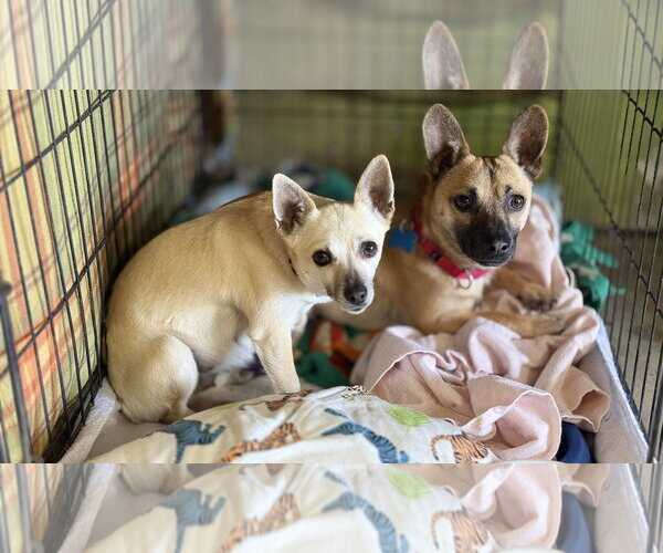 Medium Photo #3 Chihuahua Puppy For Sale in Landenberg, PA, USA