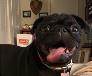 Pug Puppy for sale in ALTAMONTE SPG, FL, USA