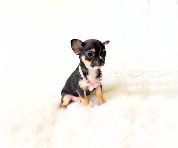 Medium Photo #2 Chihuahua Puppy For Sale in SACRAMENTO, CA, USA